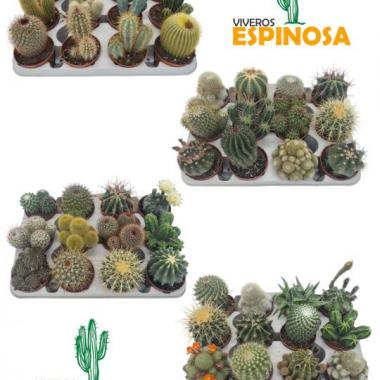 032 UNIDAD DE CACTUS MIX M-8,5 PROMOCIÓN